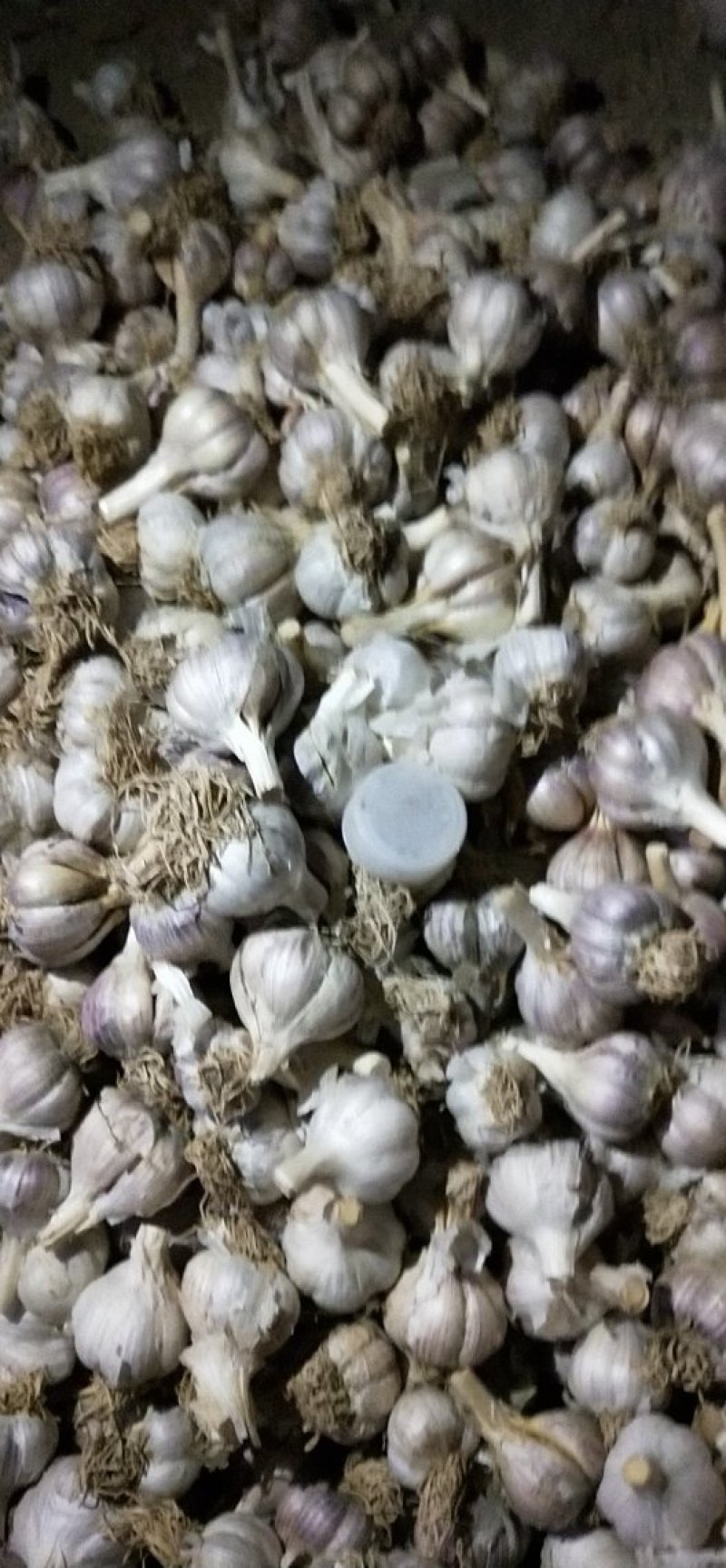 正宗川蒜种，独头蒜。