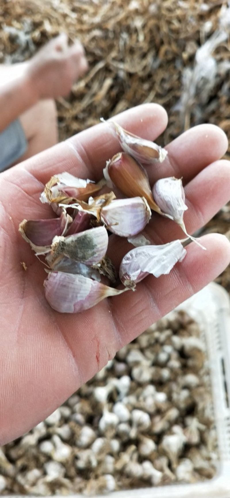 正宗川蒜种，独头蒜。