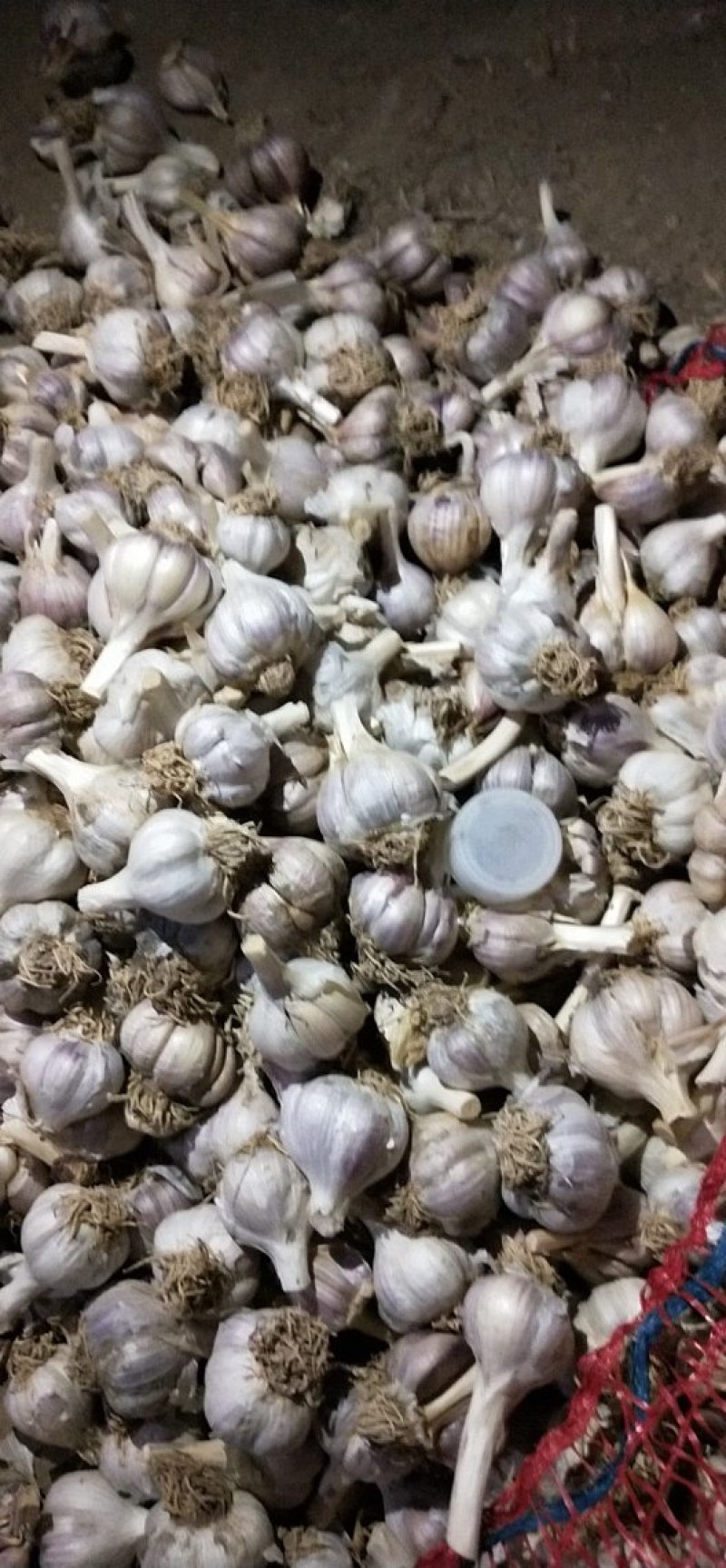 正宗川蒜种，独头蒜。