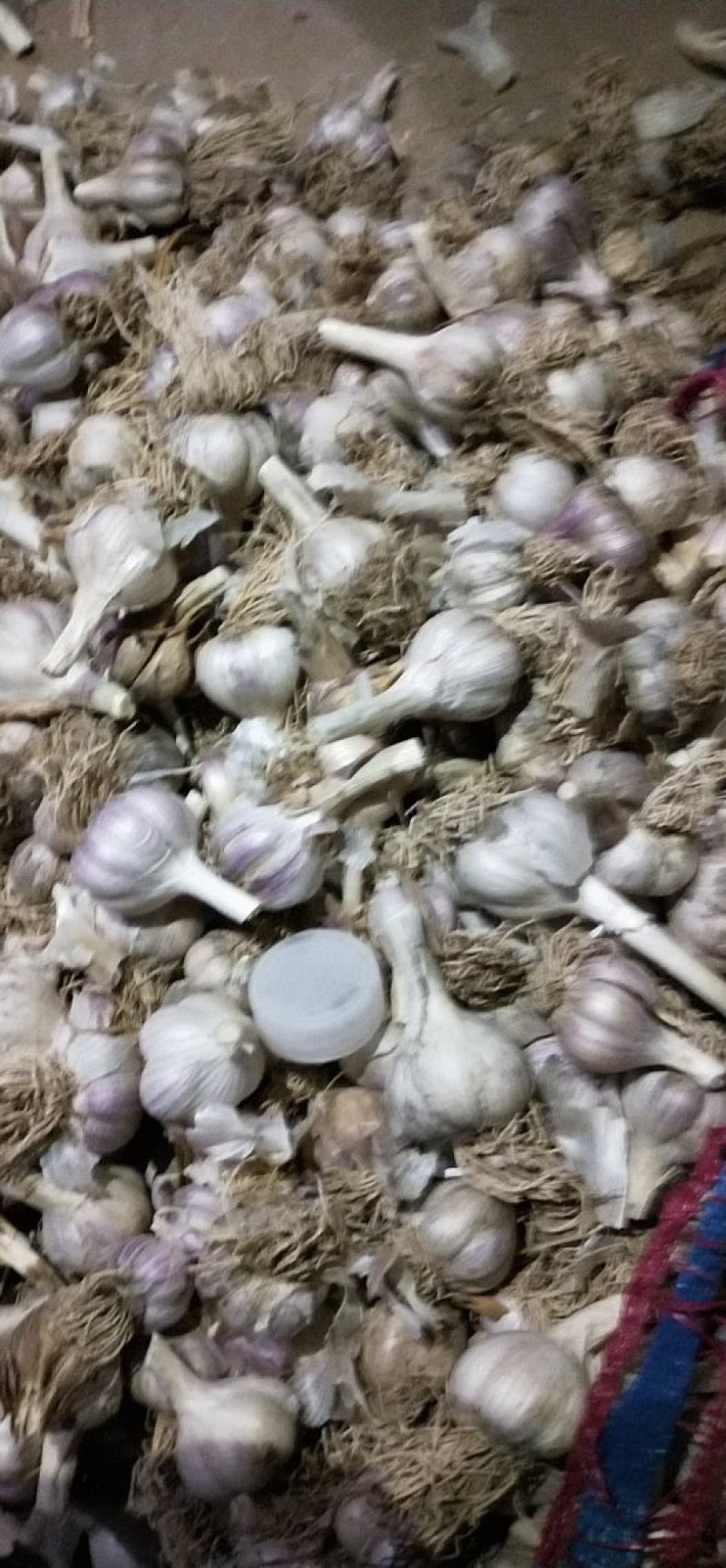 正宗川蒜种，独头蒜。