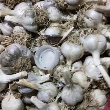 正宗川蒜种，独头蒜。