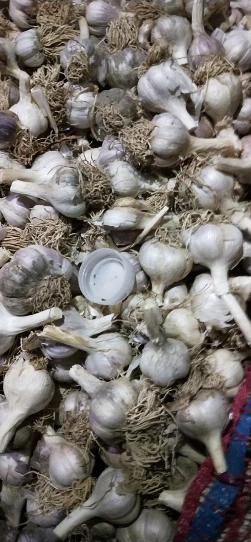 正宗川蒜种，独头蒜。
