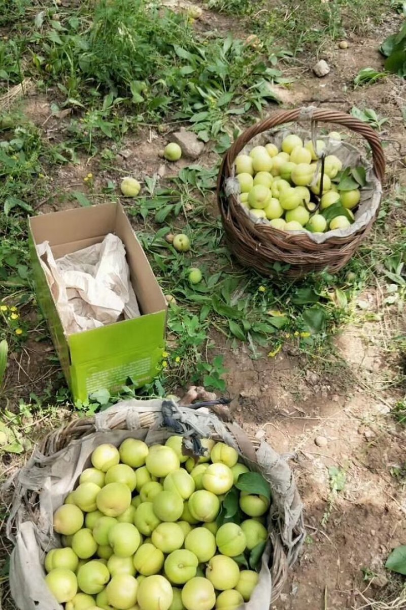 香白杏、遵化杏、白杏产地，大量供应，超市、电商均可合作