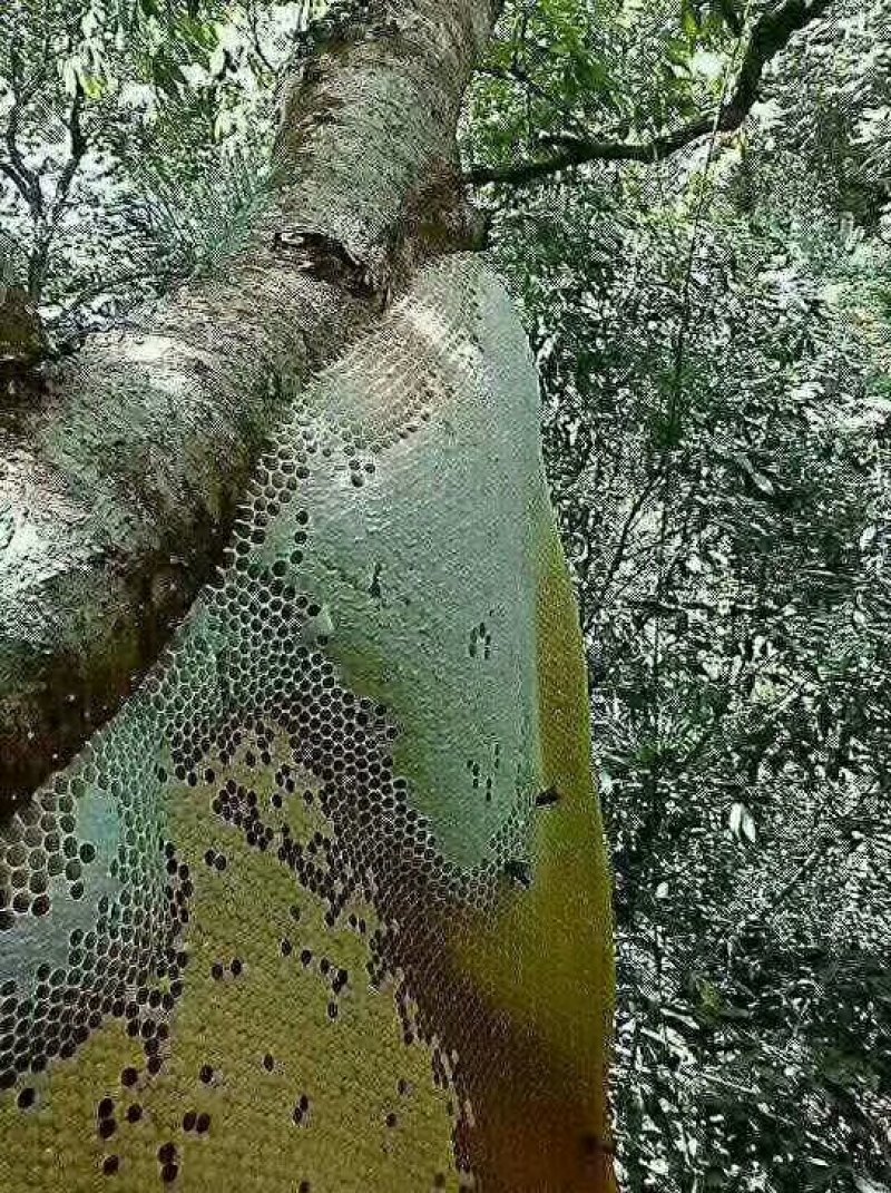 原始森林野生蜜/（可供电商）