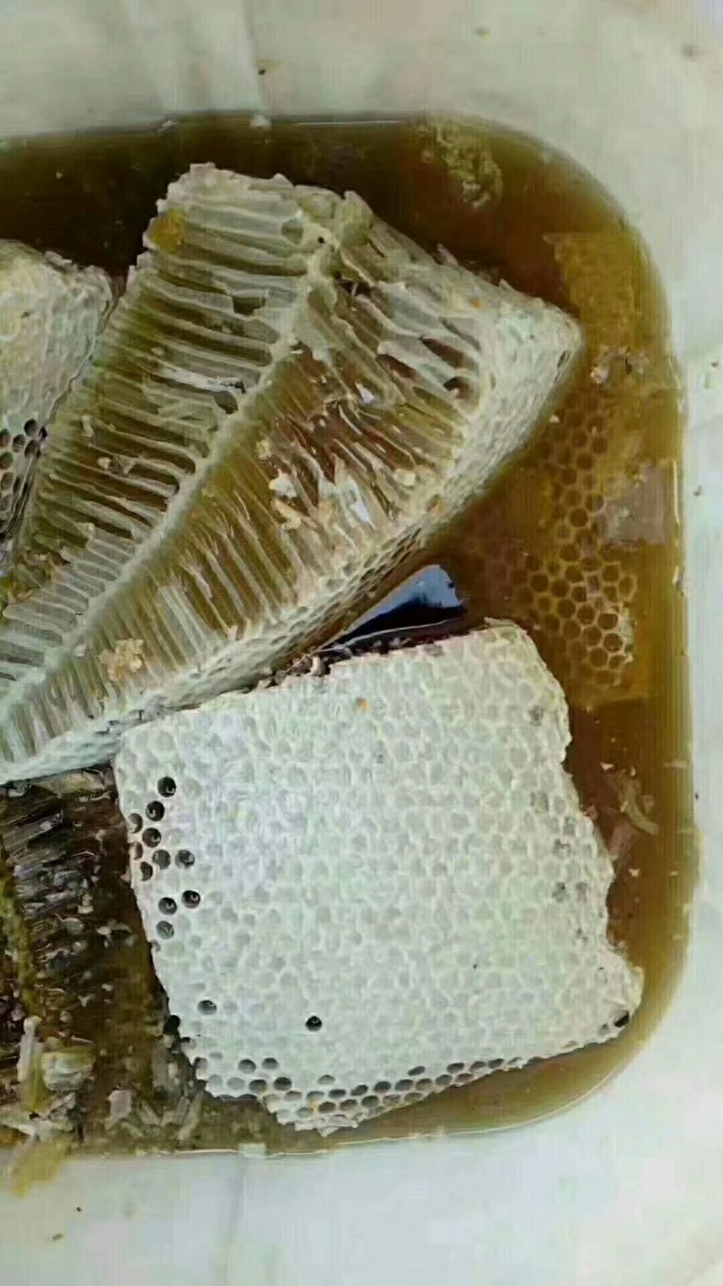 原始森林野生蜜/（可供电商）