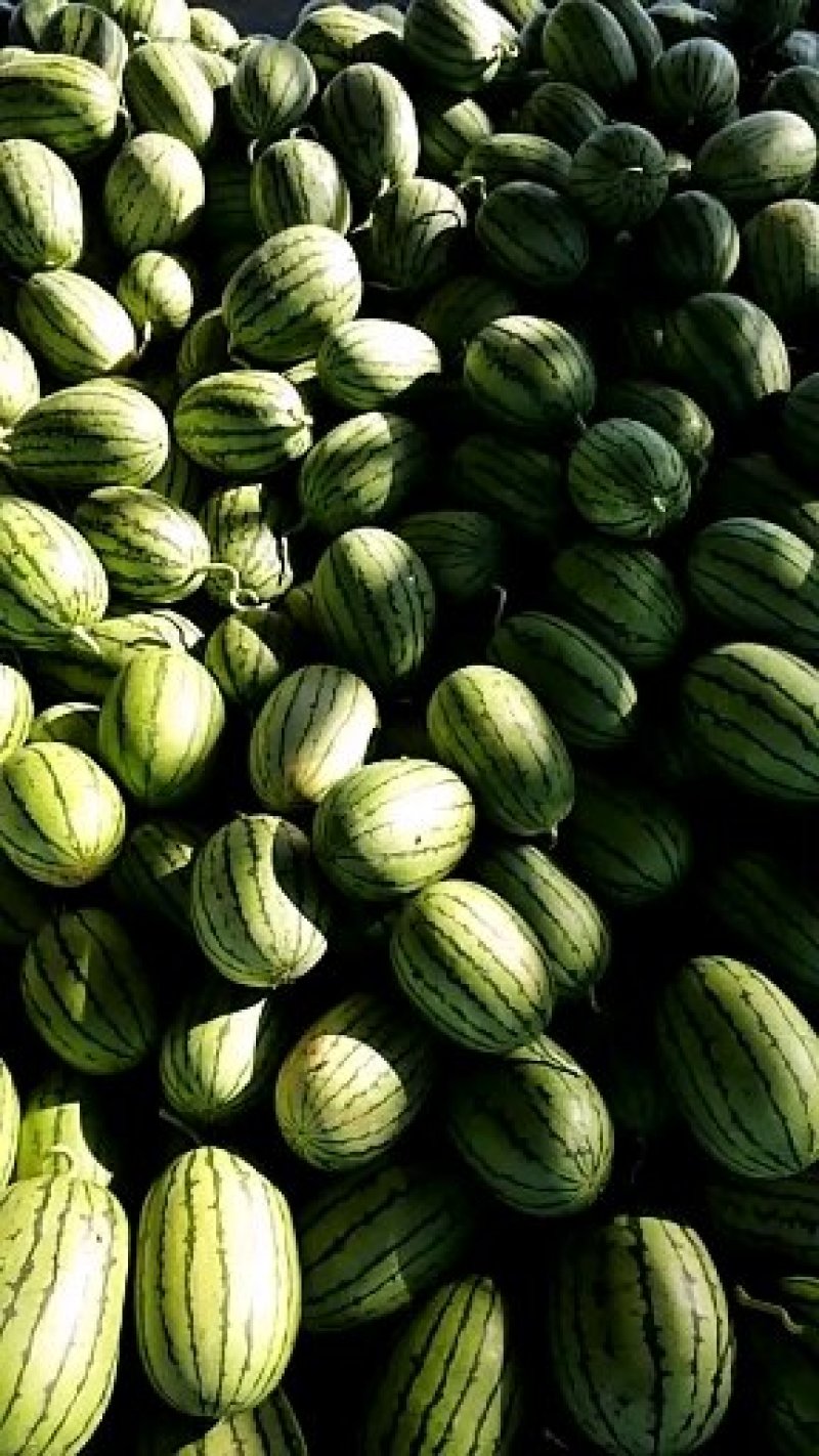山东优质早春红玉西瓜3一6斤产地直发货源充足价格便宜