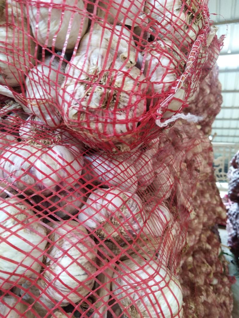 紫皮大蒜鲜蒜干大蒜精品大蒜大量现货一手货源