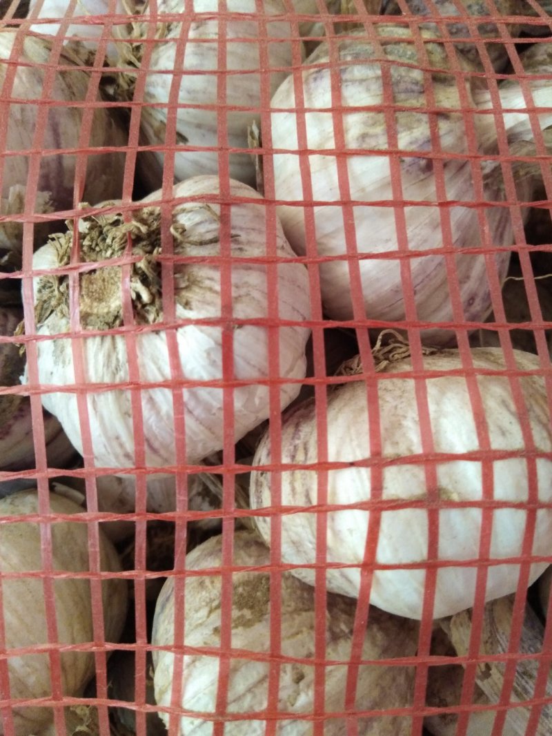 紫皮大蒜鲜蒜干大蒜精品大蒜大量现货一手货源