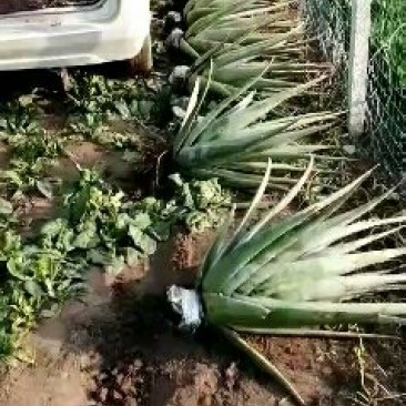 超低价清仓处理纯种库拉索芦荟美容院用大芦荟(因转行发展）