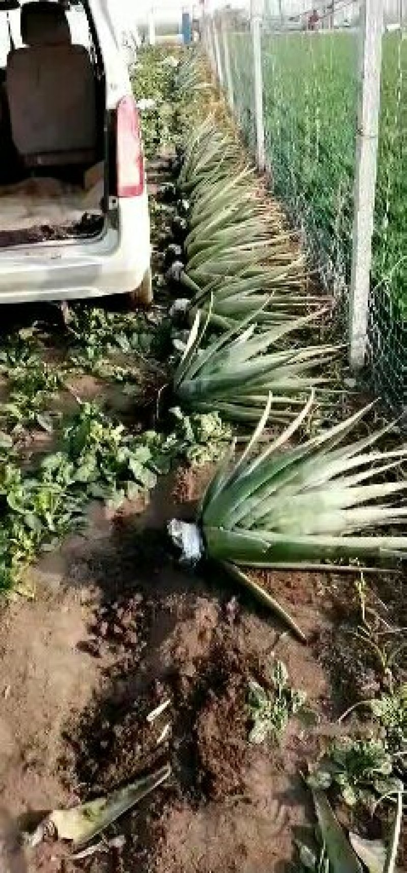 超低价清仓处理纯种库拉索芦荟美容院用大芦荟(因转行发展）