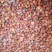 酸枣仁