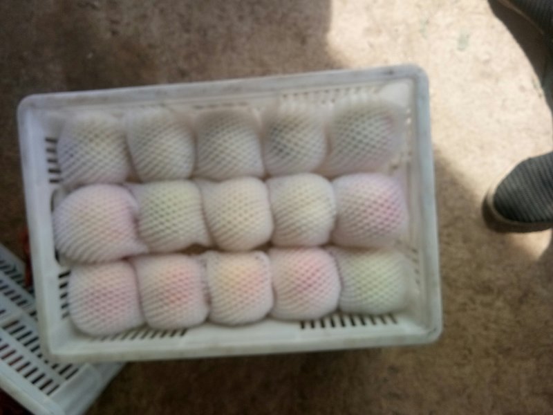 水蜜桃