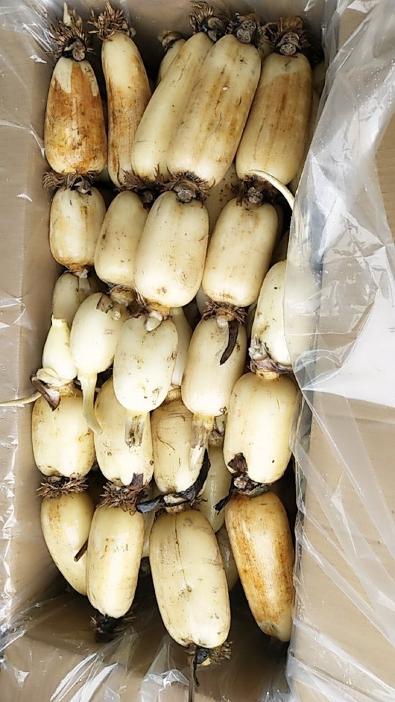 广西精品莲藕