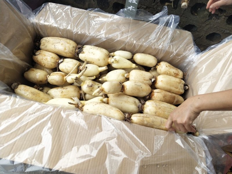 广西精品莲藕