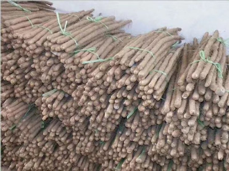 白玉山药