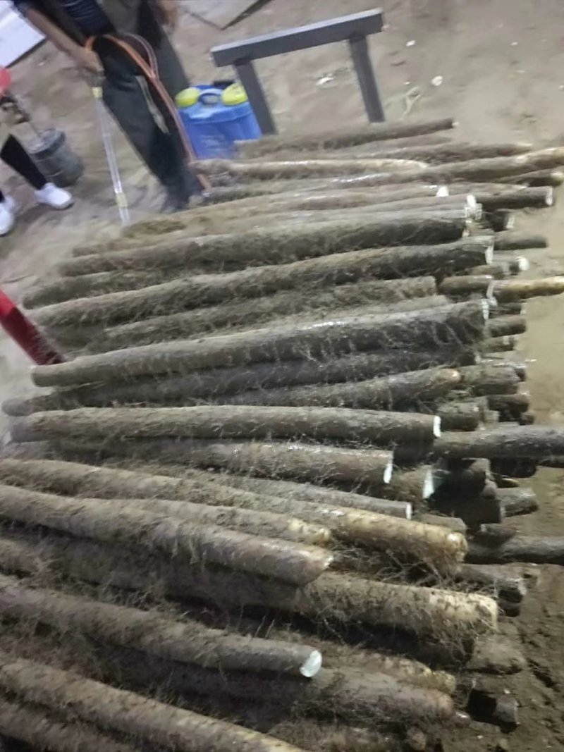 白玉山药