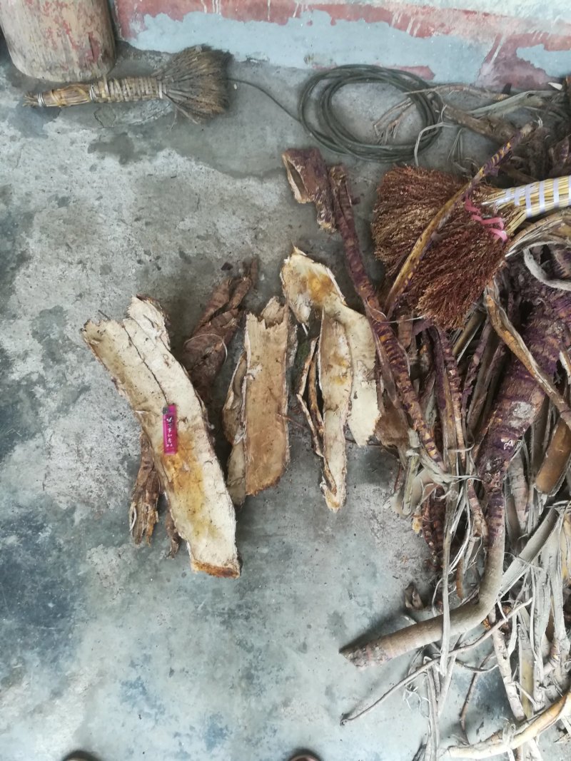 桑白皮