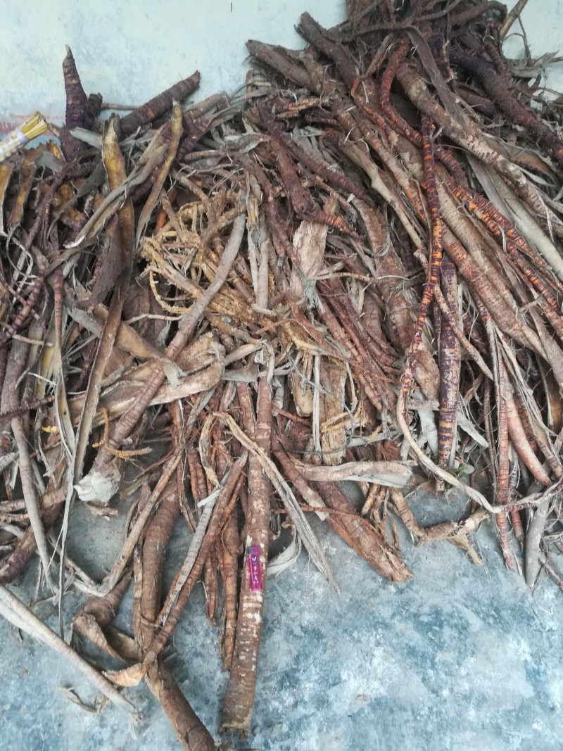 桑白皮