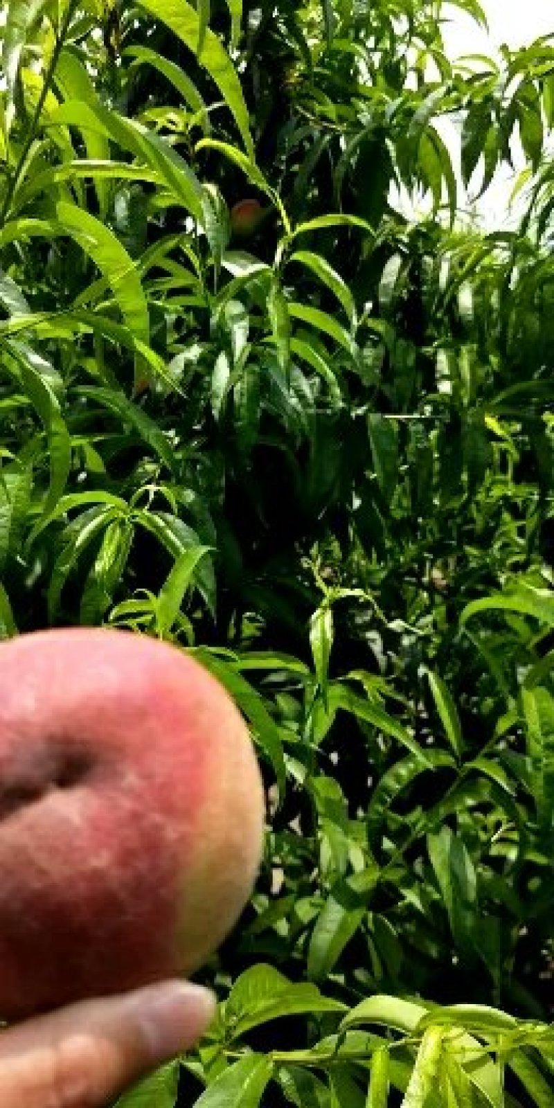 水蜜桃皮薄汁浓甜度12