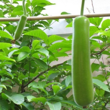 瓠瓜大量上市