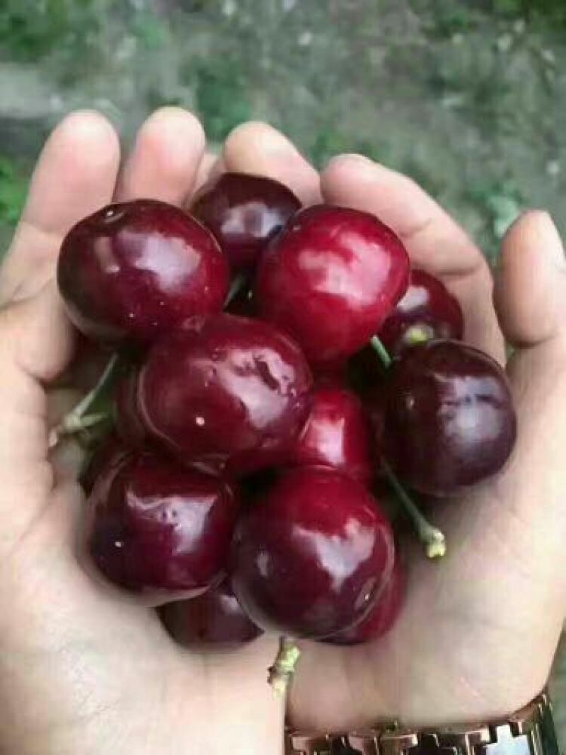 樱桃