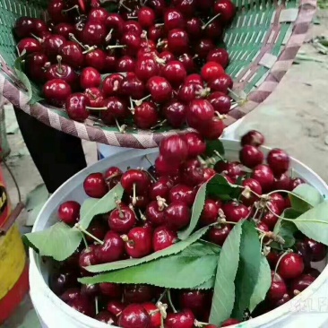 樱桃