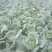本人有200亩基地，种植包菜等各种蔬菜