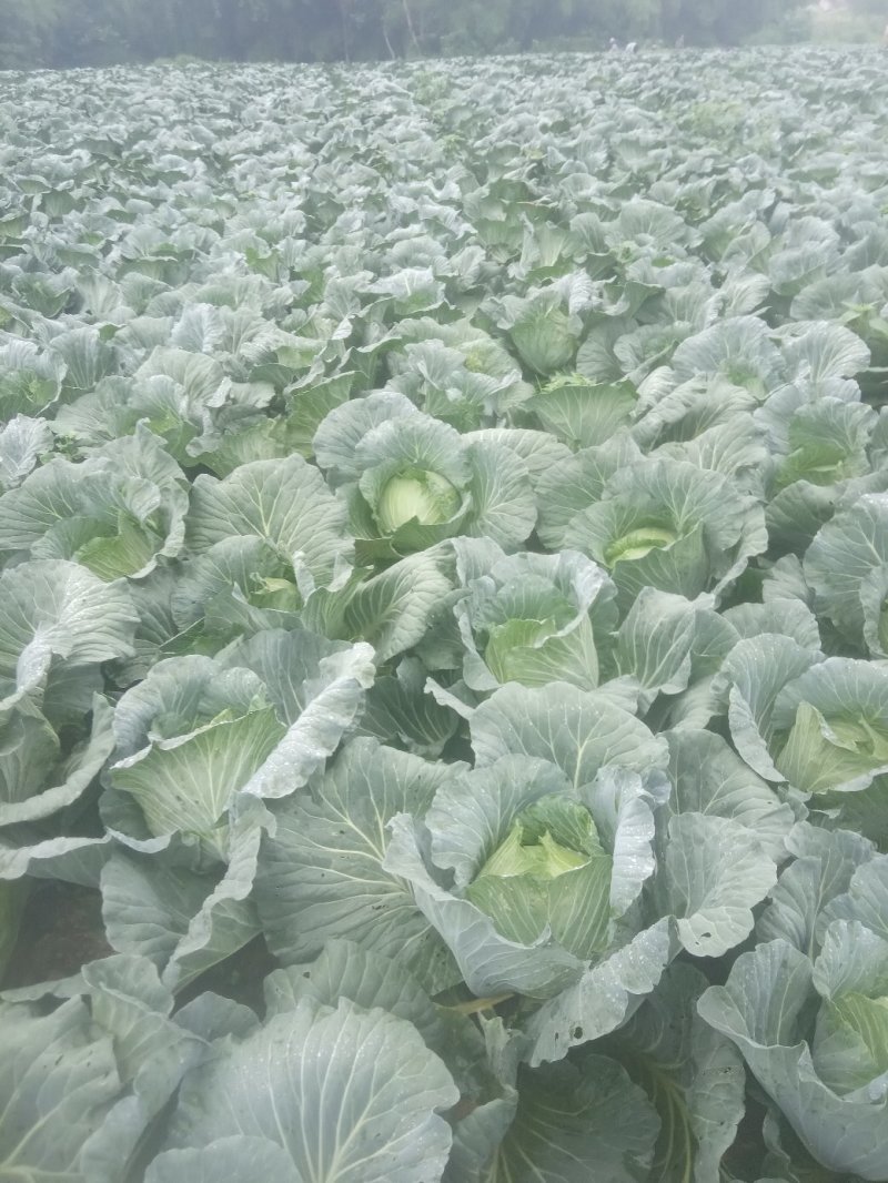 本人有200亩基地，种植包菜等各种蔬菜