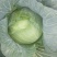本人有200亩基地，种植包菜等各种蔬菜