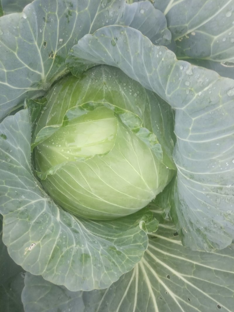 本人有200亩基地，种植包菜等各种蔬菜