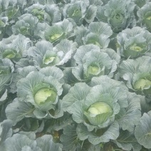 本人有200亩基地，种植包菜等各种蔬菜