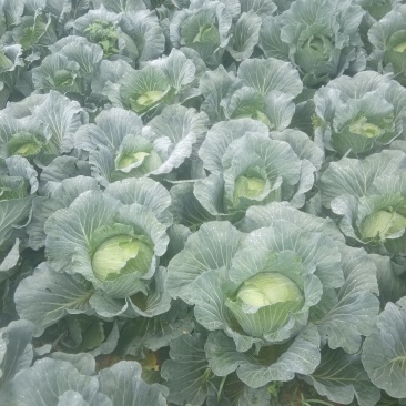 本人有200亩基地，种植包菜等各种蔬菜