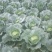 本人有200亩基地，种植包菜等各种蔬菜
