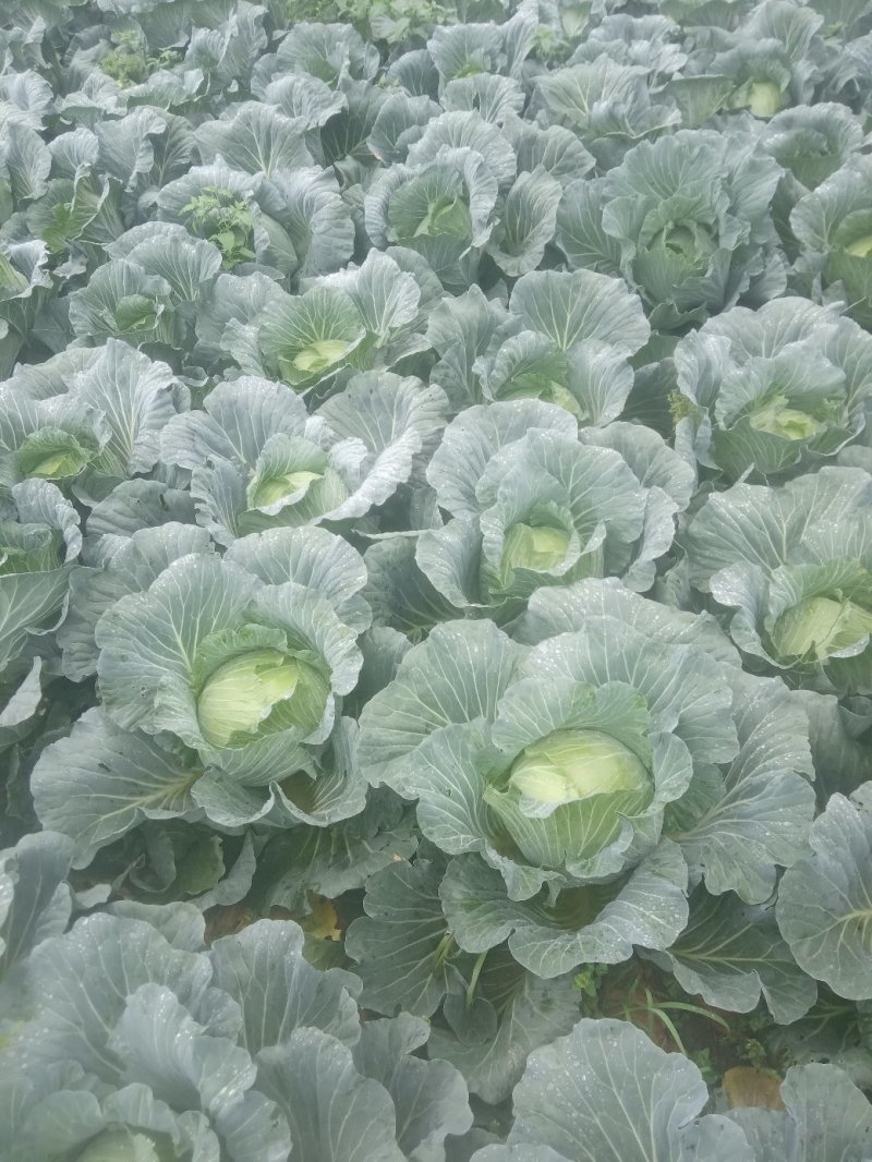 本人有200亩基地，种植包菜等各种蔬菜