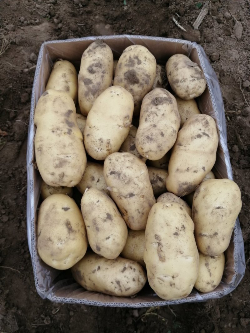 何兰十五，大量现货，质量好，价格便宜，供货量大，需要联系