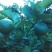 [标题]供应商洲枳实(枳壳小果)鲜果，基地直销.可视频看货。