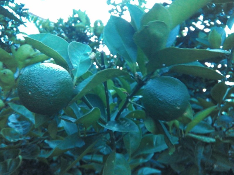 [标题]供应商洲枳实(枳壳小果)鲜果，基地直销.可视频看货。