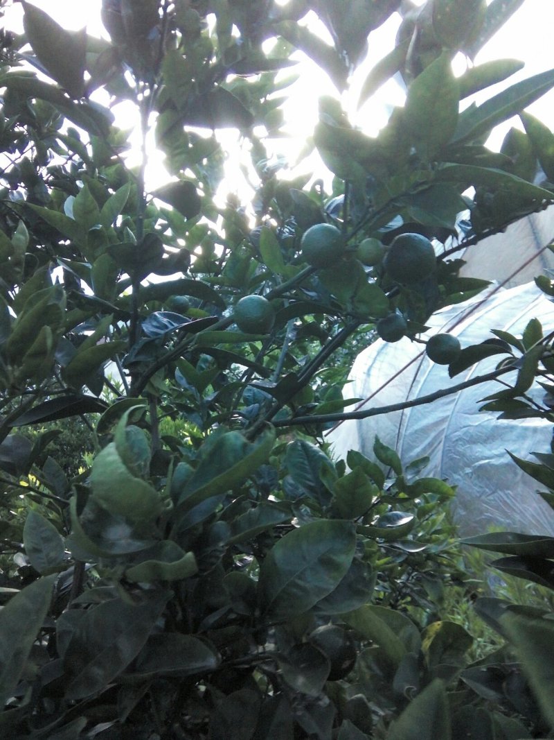 [标题]供应商洲枳实(枳壳小果)鲜果，基地直销.可视频看货。