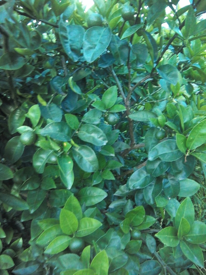 [标题]供应商洲枳实(枳壳小果)鲜果，基地直销.可视频看货。