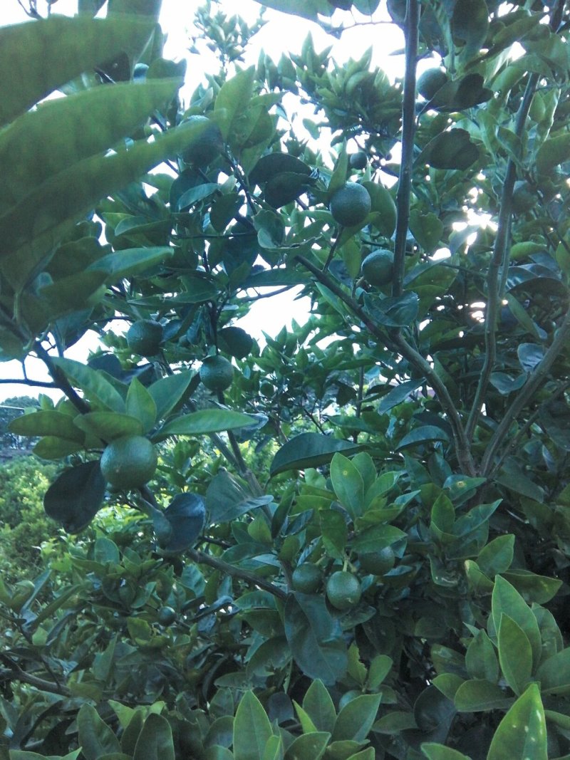 [标题]供应商洲枳实(枳壳小果)鲜果，基地直销.可视频看货。