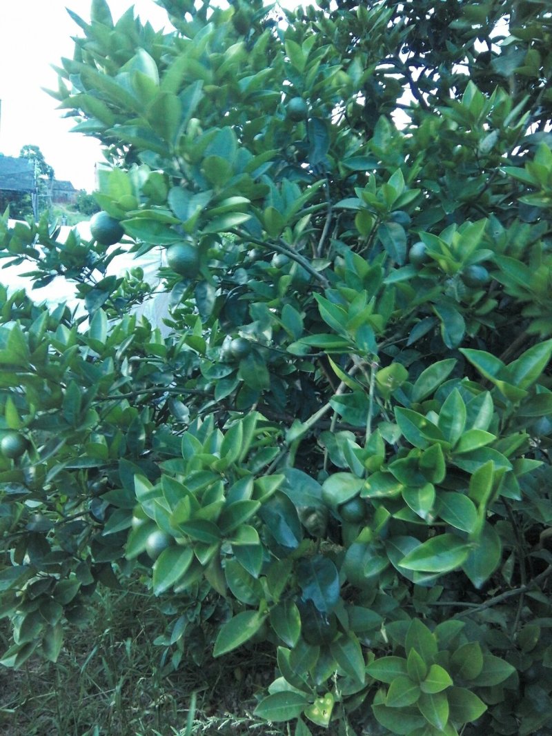 [标题]供应商洲枳实(枳壳小果)鲜果，基地直销.可视频看货。