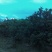 [标题]供应商洲枳实(枳壳小果)鲜果，基地直销.可视频看货。