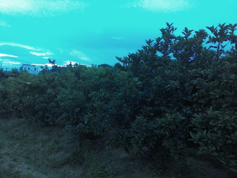 [标题]供应商洲枳实(枳壳小果)鲜果，基地直销.可视频看货。