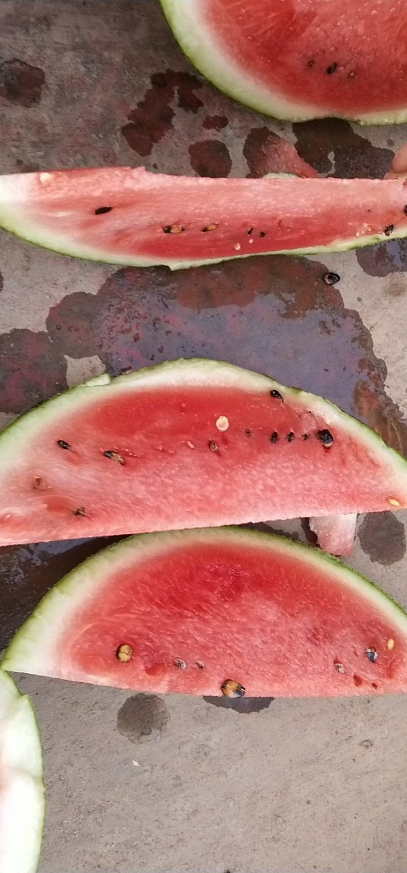 圆瓜大面积成熟