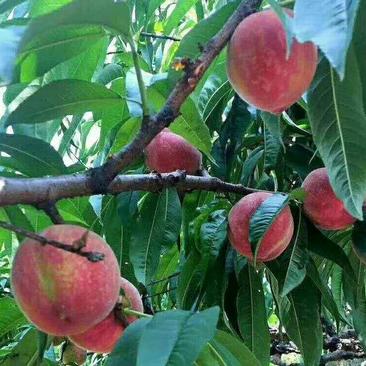 桃子大量上市，产地直销欢迎选购，自然成熟