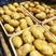 山东荷兰十五土豆产地大量供应质优价廉货源充足
