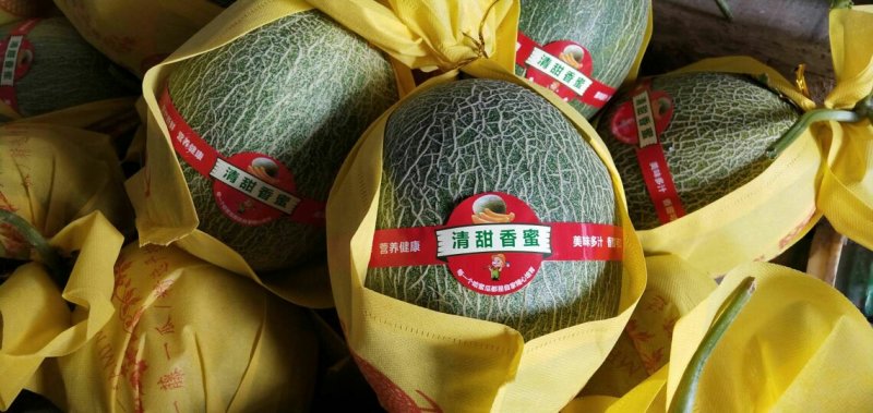 西州蜜25号哈密瓜甜瓜西瓜瓜果种植农户