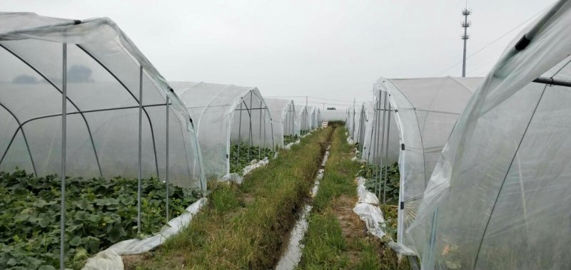 西州蜜25号哈密瓜甜瓜西瓜瓜果种植农户