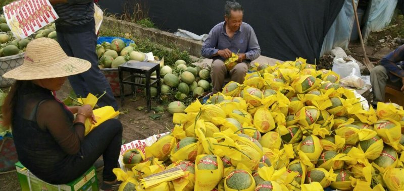 西州蜜25号哈密瓜甜瓜西瓜瓜果种植农户
