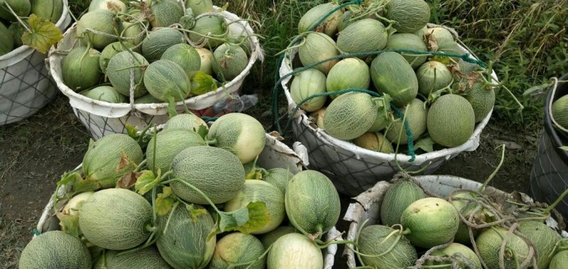 西州蜜25号哈密瓜甜瓜西瓜瓜果种植农户